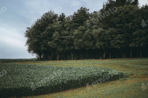 Preview: Cornfield and forest edge in summer