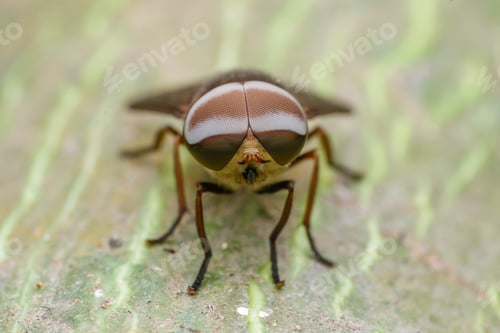 Preview: fly