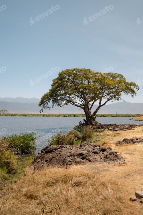 Preview: Lush green tree thriving by serene lake in ngorongoro crater, tanzania