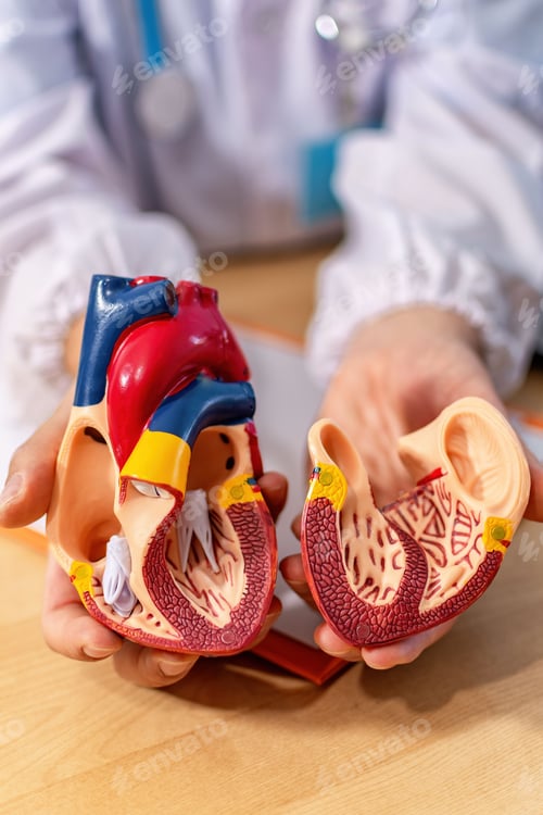 Preview: Vertical shot of the interior of the human heart