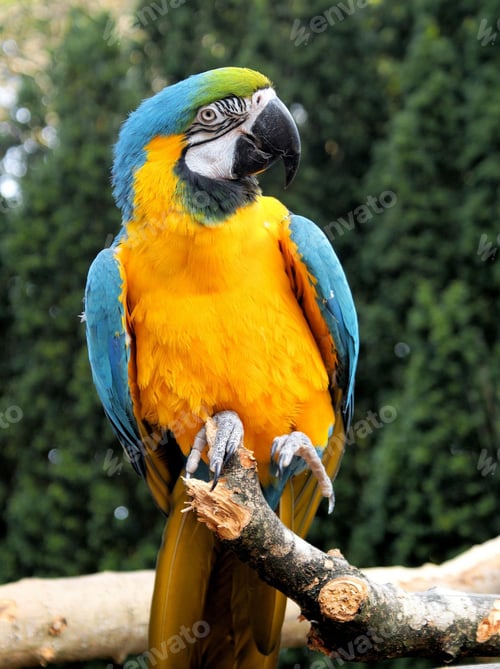 Preview: bird, parrot, Scarlet, Macaw