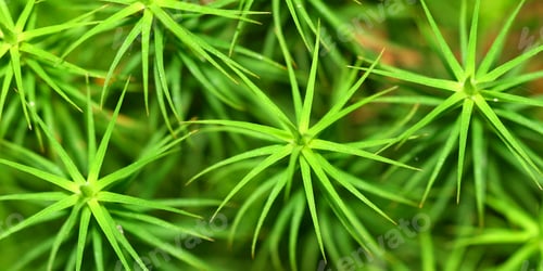 Preview: Shrub, Sierra de Guadarrama National Park, Spain