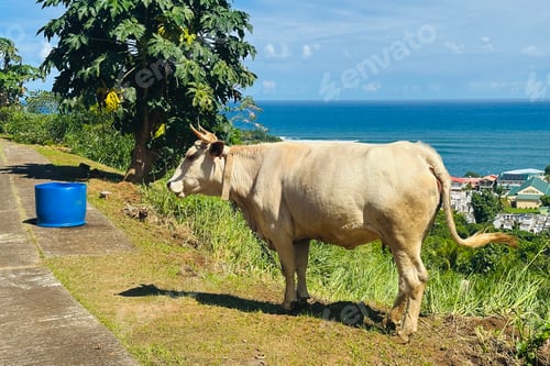 Preview: The cow and the sea
