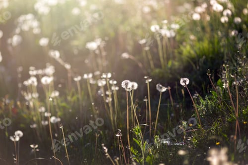 Preview: Dandelions on the spring meadow