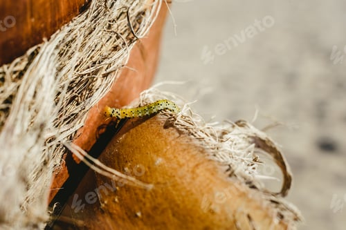 Preview: Arge rosae, caterpillar of the rose bush, close-up while moving.