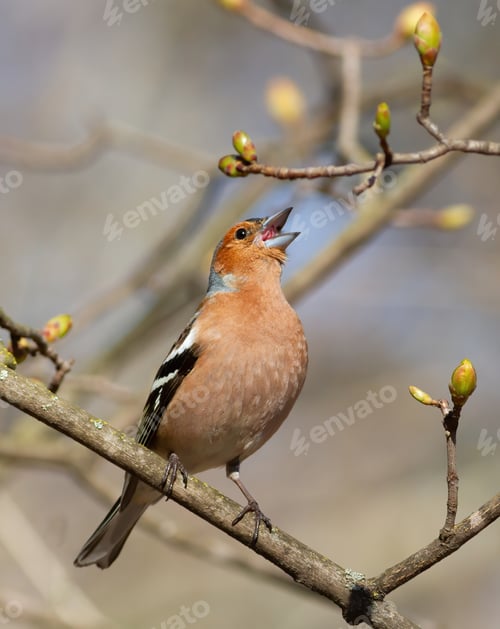 Preview: Common chaffinch, Fringilla coelebs. The male sings while sitting on a branch