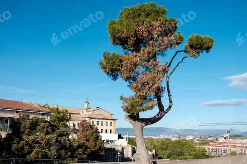 Preview: View of old city in Spain, tree in foreground.