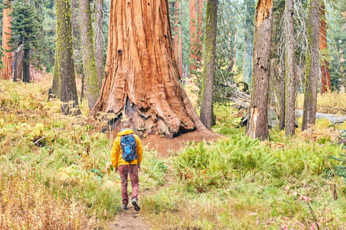 Preview: Tourist with backpack hiking in Sequoia National Park