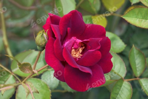Preview: Close-Up Image Of Hybrid Rose Flower (Rosa)
