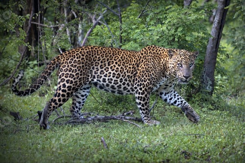 Preview: Leopard walking in the lush green forest on a sunny day