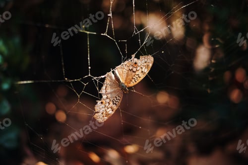 Preview: A brown butterfly has stuck on the spider web