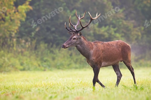 Preview: Red deer moving on green field in autumn mist nature