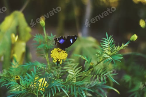 Preview: Butterfly on yellow flower with green background