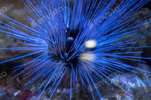 Preview: Sea urchin in aquarium with blue water. Colorful underwater life with oral starfish