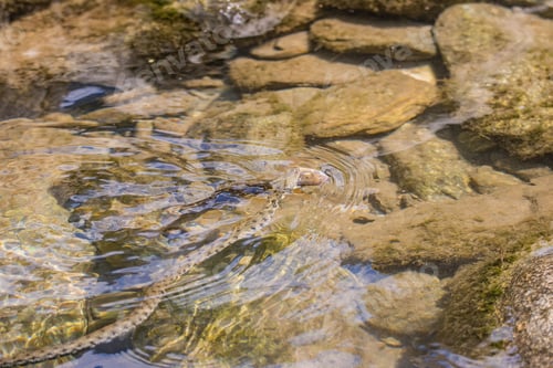 Preview: Wild grass snake is shown in the act of biting a trout fish in the Ticino river in Switzerland