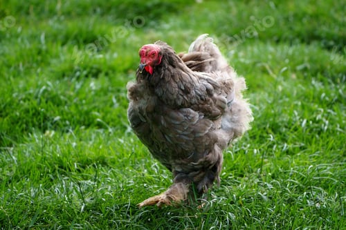 Preview: Majestic Chicken Strolling Freely in Lush Green Pasture, Rural Scene, Farm Life, Poultry