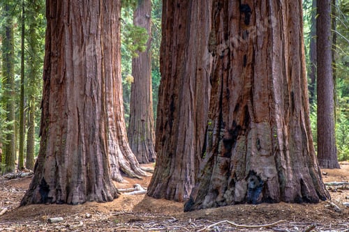 Preview: Cluster of giant redwood tree trunks, Yosemite national park, California, USA