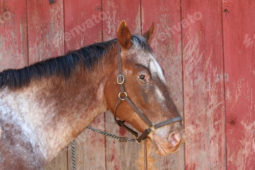 Preview: Old brown horse near a barn