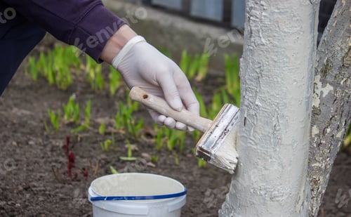 Preview: a male farmer covers a tree trunk with protective white paint against pests.