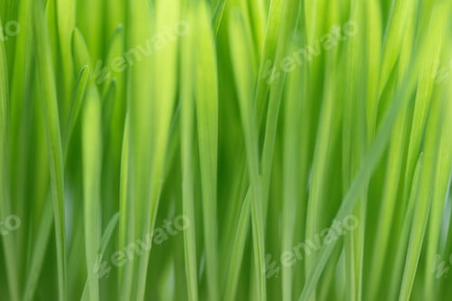 Preview: Closeup nature view of spring green grass backround lawn natural