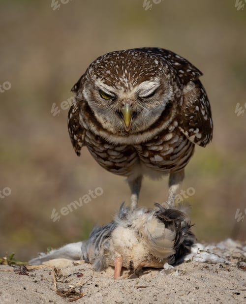 Preview: A Burrowing Owl in Florida