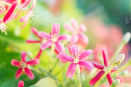 Preview: Rangoon Creeper flowers, Chinese honey Suckle, Drunen sailor flowers, blossom pink flowers