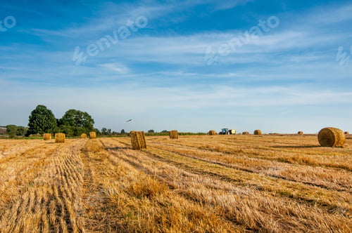 Preview: hay bales on the field after harvest