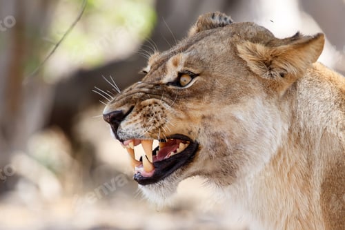 Preview: Lion Jaws - Okavango Delta - Moremi N.P.