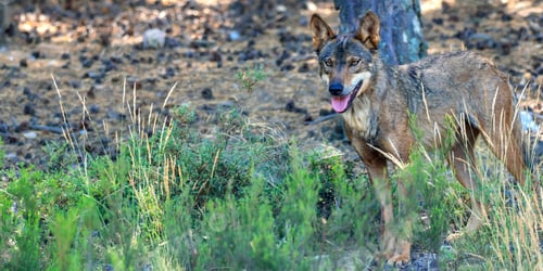 Preview: Iberian Wolf, Zamora, Spain