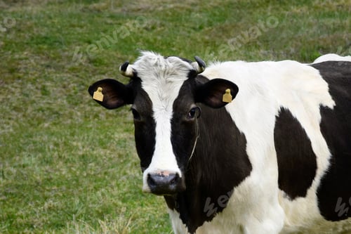 Preview: One black and white spotted cow grazing in early spring on green meadow.
