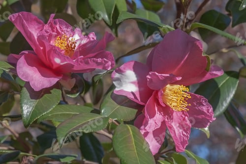 Preview: Winter'S Fire Hybrid Camellia (Camellia X Hybrid Winter'S Fire). A Hybrid Of Camellia Vernalis