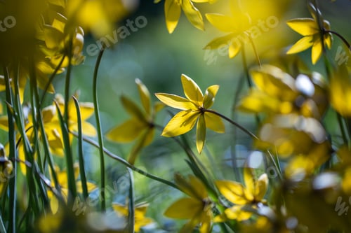 Preview: Tulip sylvestris blooming on spring day. Bright yellow wild tulips in full blossom in meadow.