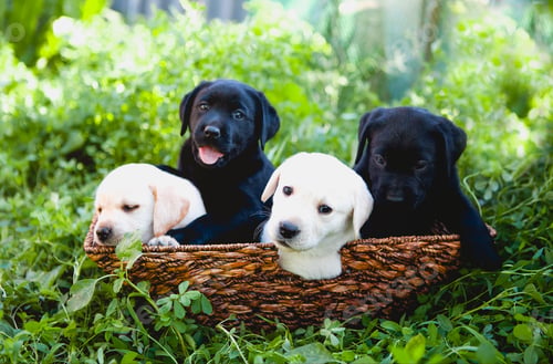 Preview: Funny little puppies on grass
