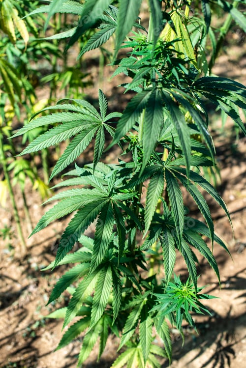 Preview: Marijuana farm. Growing Cannabis sativa in farm.