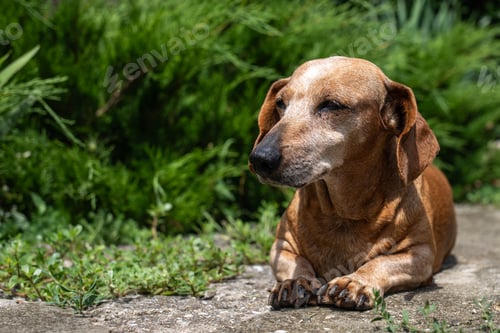 Preview: The old Dachshund is basking in the summer sun.