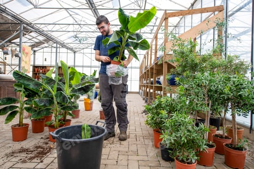 Preview: Man caring for plants in a greenhouse
