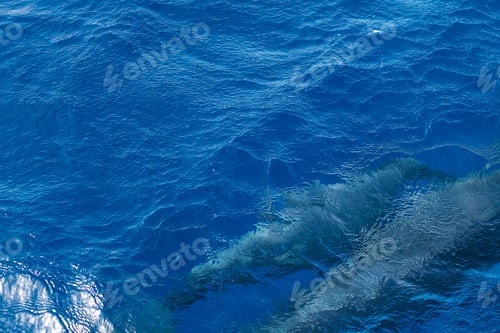 Preview: blue sea water with the silhouette of two dolphins