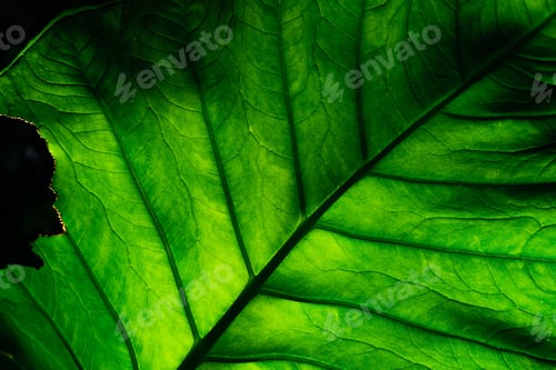Preview: Closeup detail of incomplete green leaves on dark background. Green leaf eaten by worm, caterpilla