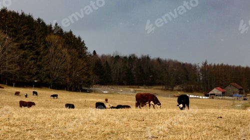 Preview: Cattle grazing in the pasture