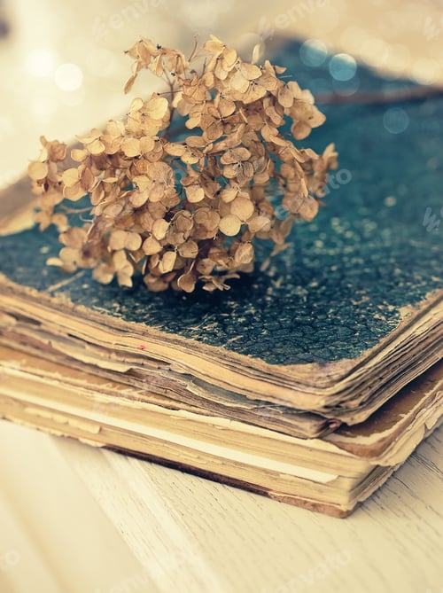 Preview: Dried hortensia on the vintage book