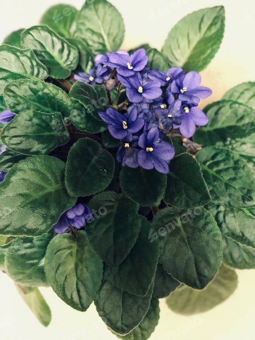 Preview: Potted plant.