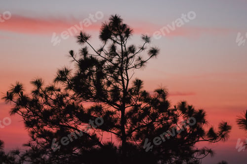 Preview: The silhouette of the pine