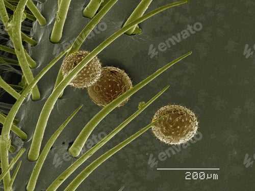 Preview: Coloured SEM of pollen on carpenter bee (Xylocopa sp)