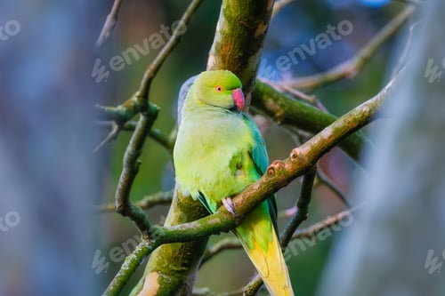 Preview: Rose-ringed parakeet. Bird on a branch. Blurred background.