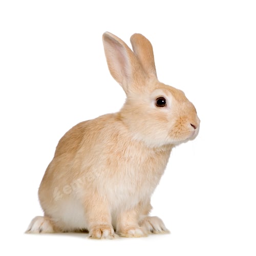Preview: Rabbit
