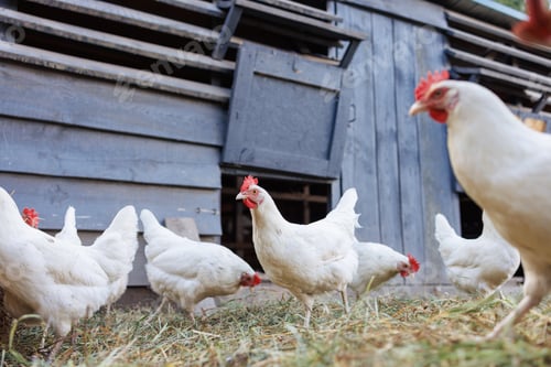 Preview: Brown hen pecking at feed in sunny farm yard, free range chickens on eco farm