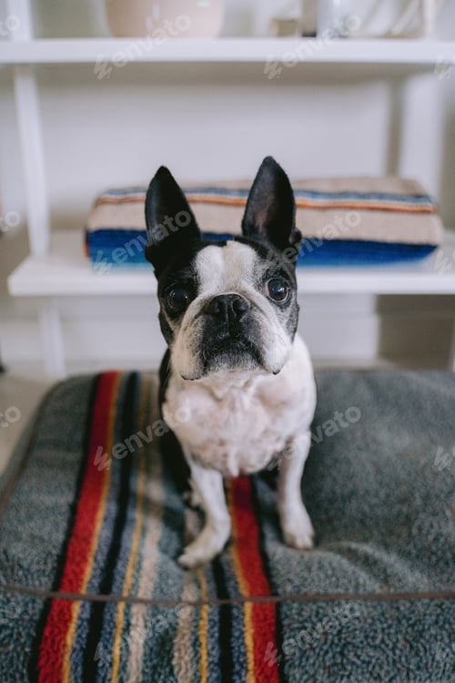 Preview: dog