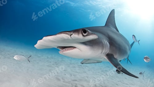 Preview: Great hammerhead shark, Alice Town, Bimini, Bahamas
