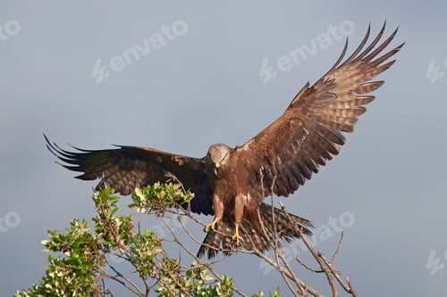 Preview: Black kite (Milvus migrans)