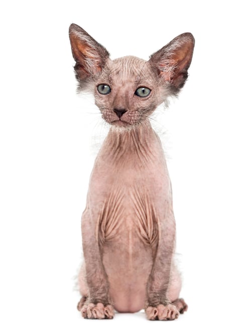 Preview: Kitten Lykoi cat, 7 weeks old, also called the Werewolf cat against white background